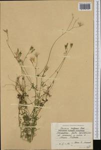 Crupina vulgaris (Pers.) Cass., Western Europe (EUR) (Bulgaria)