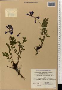 Hedysarum caucasicum M.Bieb., Caucasus, South Ossetia (K4b) (South Ossetia)