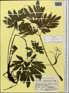 Selinum physospermifolium (Albov) Hand, Caucasus, Krasnodar Krai & Adygea (K1a) (Russia)