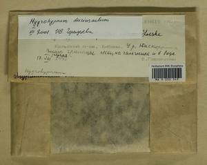 Platyhypnum duriusculum (De Not.) Ochyra, Bryophytes, Bryophytes - Karelia, Leningrad & Murmansk Oblasts (B4) (Russia)