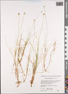 Carex pseudololiacea F.Schmidt, Siberia, Russian Far East (S6) (Russia)