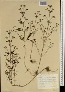 Amethystea caerulea L., South Asia, South Asia (Asia outside ex-Soviet states and Mongolia) (ASIA) (North Korea)