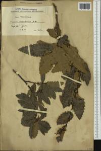 Quercus trojana Webb, Western Europe (EUR) (North Macedonia)