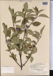 Cornus sericea L., America (AMER) (Canada)