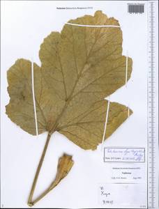 Tetrataenium olgae (Regel & Schmalh.) Manden., Middle Asia, Pamir & Pamiro-Alai (M2) (Tajikistan)