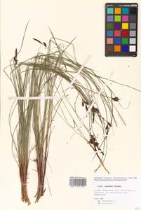 Carex schmidtii Meinsh., Siberia, Russian Far East (S6) (Russia)