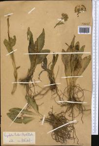 Ligularia pavlovii (Lipsch.) Cretz., Middle Asia, Western Tian Shan & Karatau (M3) (Not classified)
