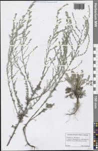 Artemisia lercheana Weber ex Stechm., Eastern Europe, Lower Volga region (E9) (Russia)