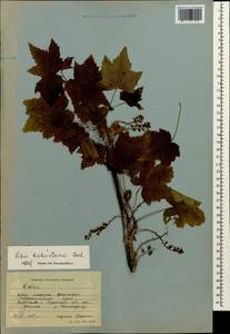 Ribes biebersteinii Berland., Caucasus, Stavropol Krai, Karachay-Cherkessia & Kabardino-Balkaria (K1b) (Russia)