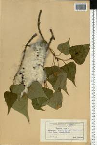 Populus nigra L., Eastern Europe, Lower Volga region (E9) (Russia)