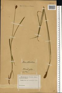 Carex disticha Huds., Eastern Europe, North-Western region (E2) (Russia)