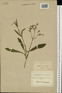 Silene flos-cuculi (L.) Greuter & Burdet, Eastern Europe, South Ukrainian region (E12) (Ukraine)