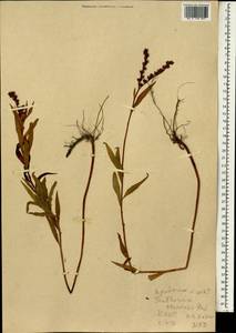 Penthorum chinense Pursh, South Asia, South Asia (Asia outside ex-Soviet states and Mongolia) (ASIA) (North Korea)