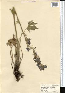 Delphinium iliense Huth, Middle Asia, Northern & Central Tian Shan (M4) (Kyrgyzstan)