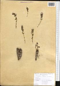 Rhodiola heterodonta (Hook. fil. & Thomson) Boriss., Middle Asia, Pamir & Pamiro-Alai (M2) (Tajikistan)