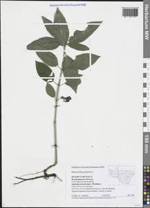 Mercurialis perennis L., Eastern Europe, Central region (E4) (Russia)