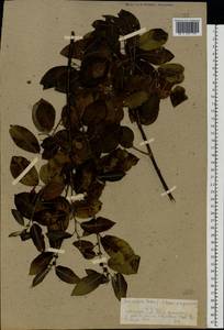 Salix caprea × myrsinifolia, Eastern Europe, North-Western region (E2) (Russia)