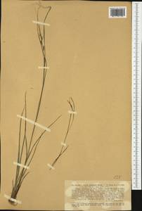 Carex grioletii Roem. ex Schkuhr, Western Europe (EUR) (Italy)