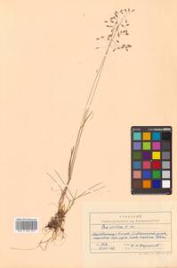 Poa arctica R.Br., Siberia, Chukotka & Kamchatka (S7) (Russia)