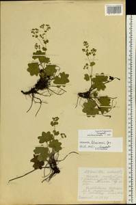 Alchemilla litwinowii Juz., Eastern Europe, Eastern region (E10) (Russia)