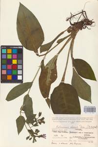 MHA 0 152 834, Pulmonaria × notha A. Kern., Eastern Europe, Western region (E3) (Russia)