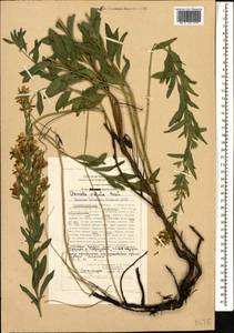 Genista tinctoria subsp. tinctoria, Caucasus, Stavropol Krai, Karachay-Cherkessia & Kabardino-Balkaria (K1b) (Russia)