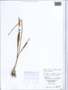 Allium decipiens Fisch. ex Schult. & Schult.f., Caucasus, Black Sea Shore (from Novorossiysk to Adler) (K3) (Russia)