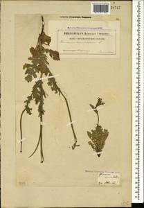 Glaucium corniculatum (L.) Rudolph, Caucasus, Georgia (K4) (Georgia)