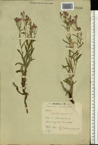 Jurinea multiflora (L.) B. Fedtsch., Eastern Europe, Eastern region (E10) (Russia)