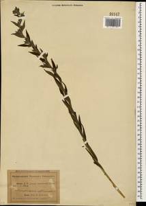 Lithospermum officinale L., Caucasus, Abkhazia (K4a) (Abkhazia)