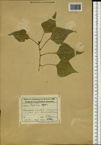 Populus nigra L., Siberia, Altai & Sayany Mountains (S2) (Russia)