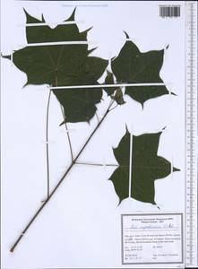 Acer cappadocicum, South Asia, South Asia (Asia outside ex-Soviet states and Mongolia) (ASIA) (Iran)