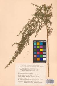 Artemisia abrotanum L., Eastern Europe, Moscow region (E4a) (Russia)