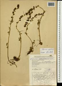 Artemisia rupestris L., Mongolia (MONG) (Mongolia)