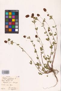 Trifolium spadiceum L., Eastern Europe, Northern region (E1) (Russia)
