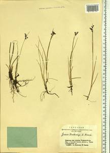 Juncus persicus subsp. libanoticus (Thiébaut) Novikov & Snogerup, Siberia, Altai & Sayany Mountains (S2) (Russia)