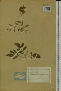 Psephellus sibiricus (L.) Wagenitz, Siberia (no precise locality) (S0) (Russia)