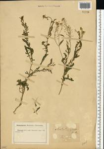 Rorippa sylvestris (L.) Besser, Eastern Europe, Central forest-and-steppe region (E6) (Russia)