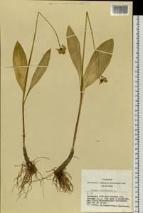 Allium microdictyon Prokh., Siberia, Altai & Sayany Mountains (S2) (Russia)