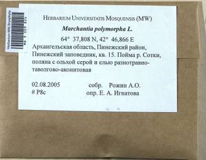 Marchantia polymorpha L., Bryophytes, Bryophytes - European North East (B7) (Russia)