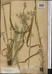 Avena fatua L., Middle Asia, Dzungarian Alatau & Tarbagatai (M5) (Kazakhstan)