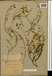 Medicago sativa subsp. glomerata (Balb.) Rouy, Caucasus, Dagestan (K2) (Russia)