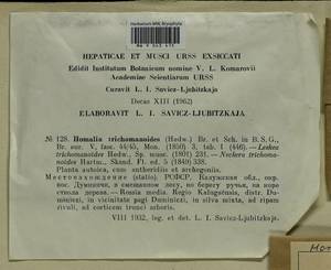 Homalia trichomanoides (Hedw.) Brid., Bryophytes, Bryophytes - Middle Russia (B6) (Russia)