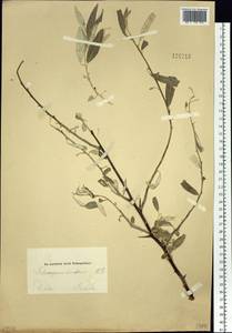Elaeagnus angustifolia, Siberia, Altai & Sayany Mountains (S2) (Russia)