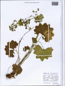 Alchemilla leiophylla Juz., Eastern Europe, Eastern region (E10) (Russia)