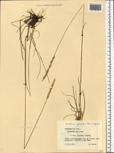 Koeleria pyramidata subsp. pyramidata, Eastern Europe, North-Western region (E2) (Russia)