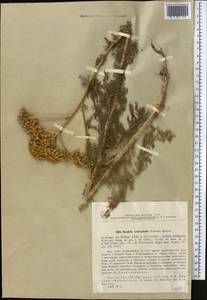 Handelia trichophylla (Schrenk ex Fisch. & C. A. Mey.) Heimerl, Middle Asia, Northern & Central Tian Shan (M4) (Kazakhstan)