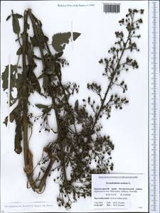 Scrophularia scopolii Hoppe, Caucasus, Krasnodar Krai & Adygea (K1a) (Russia)