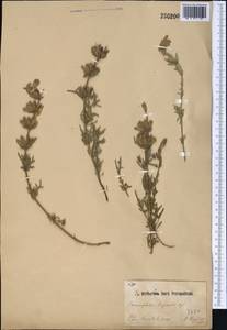 Dracocephalum bipinnatum Rupr., Middle Asia, Pamir & Pamiro-Alai (M2)