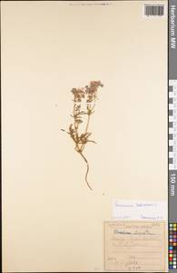 Geranium tuberosum L., South Asia, South Asia (Asia outside ex-Soviet states and Mongolia) (ASIA) (Iraq)